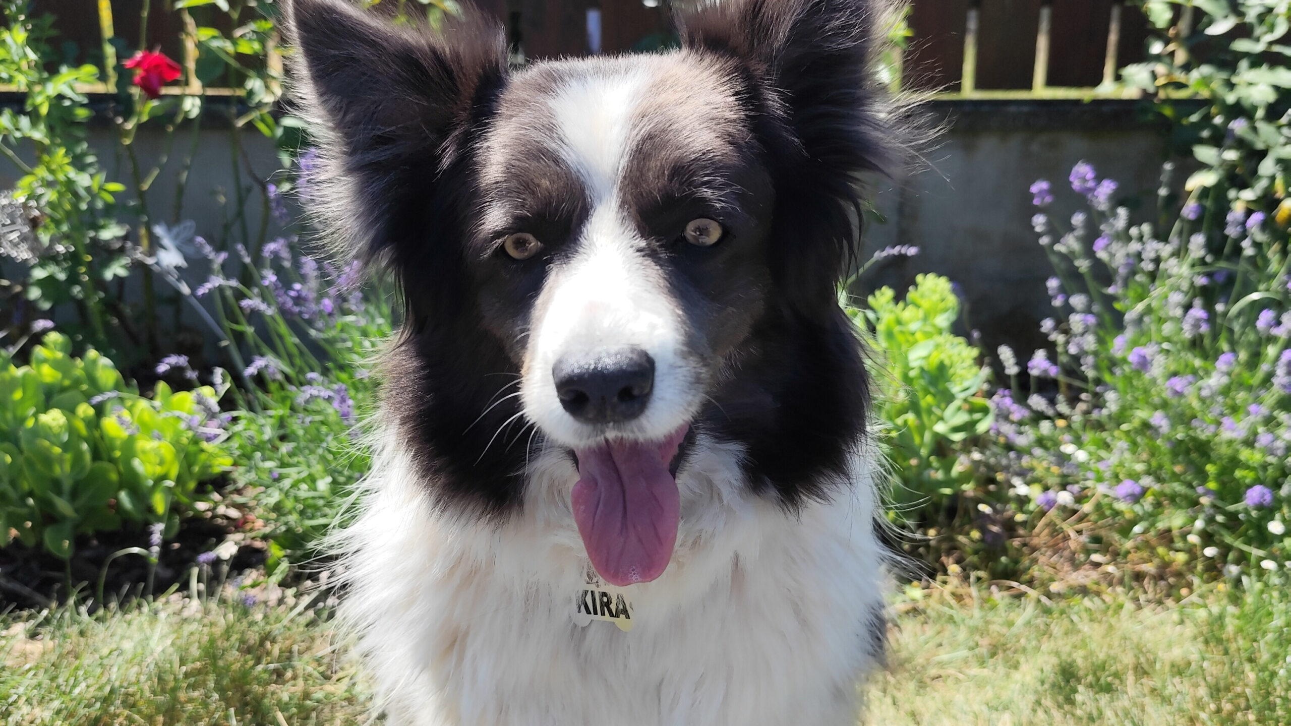 Konec nudným známkám: Vyrobte svému psovi originální a odolnou jmenovku 🐶✨